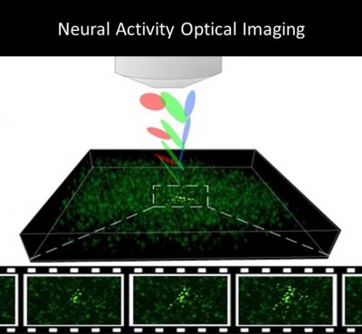 Neural Activity Optical Imaging
